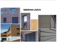 SIBERIAN LARCH 1.opt800x565o0,0s800x565
