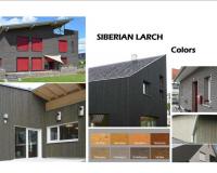 SIBERIAN LARCH 3 .opt771x545o0,0s771x545